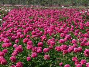 观芍药花订货