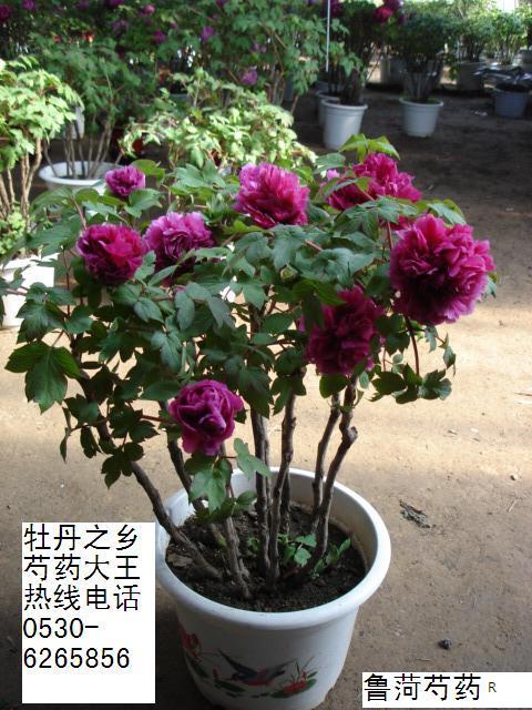 年宵花牡丹